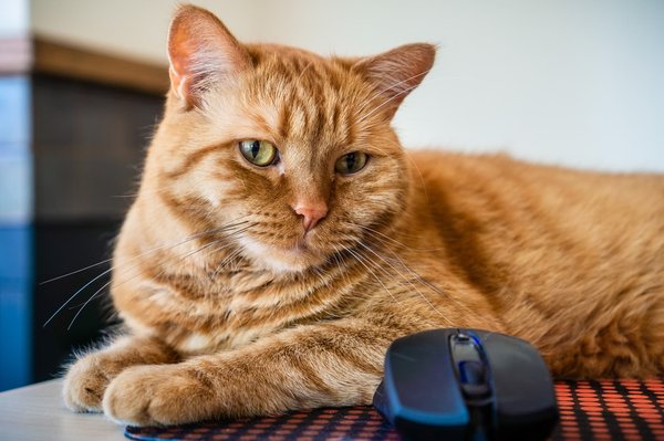 Anime & manga: les tapis de souris incontournables pour les fans